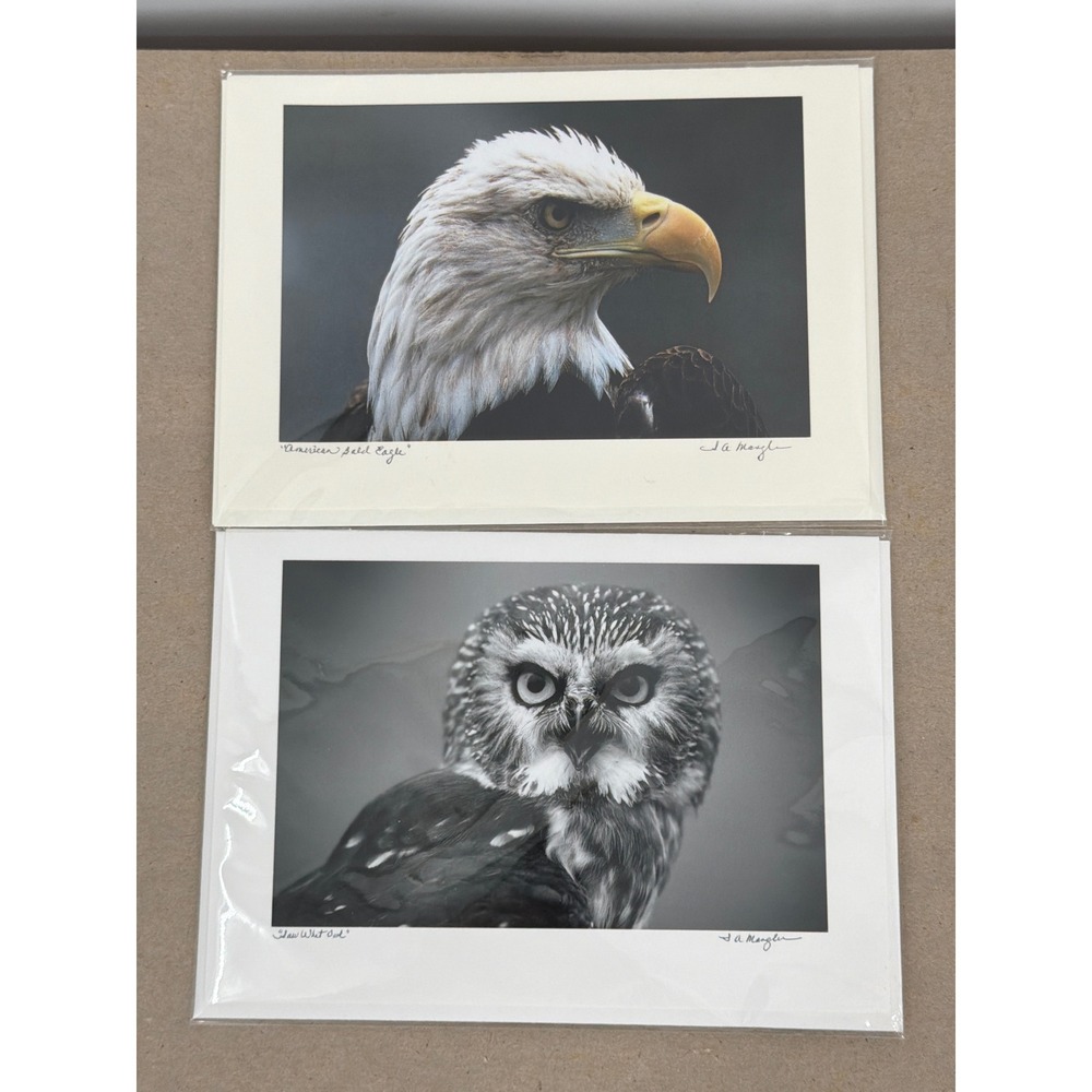 Shirley A Mangler Wildlife Photography Cards Bald Eagle Saw-Whet Owl Set of 2